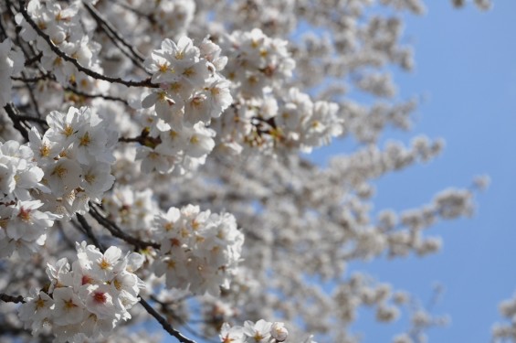 20140401 埼玉県上尾市中分 東栄寺 桜満開ですDSC_0032