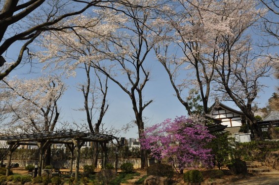 20140401 埼玉県上尾市中分 東栄寺 桜満開ですDSC_0047