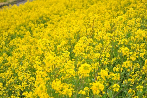 一面の黄色いじゅうたん？菜の花でいっぱいの埼玉県吉見町荒川の土手DSC_0657