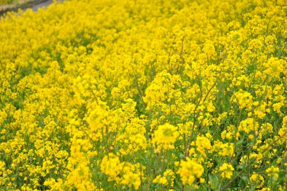 一面の黄色いじゅうたん？菜の花でいっぱいの埼玉県吉見町荒川の土手DSC_0657