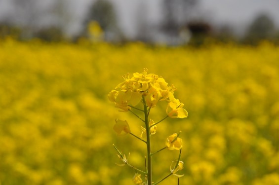 一面の菜の花が綺麗でした！埼玉県比企郡吉見町　吉見総合運動公園DSC_0200