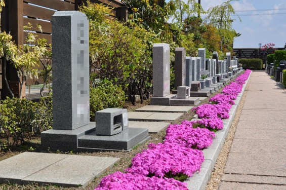 埼玉県鴻巣市　鴻巣霊園の芝桜が満開DSC_0123