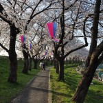 20140401 埼玉県さいたま市桜区 「鴨川堤桜通り公園」の桜と「うらわ秋ヶ瀬霊園」DSC_0338