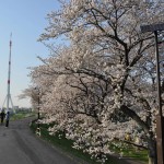 20140401 埼玉県さいたま市桜区 「鴨川堤桜通り公園」の桜と「うらわ秋ヶ瀬霊園」DSC_0342