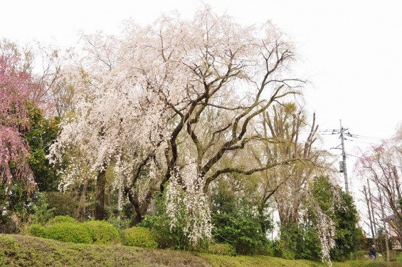 20140402　さいたま市見沼区　さいたま市営霊園の桜が満開　枝垂れ桜DSC_0491