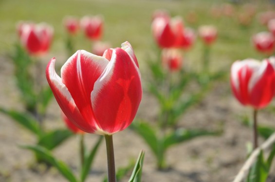 チューリップの花が綺麗でした　埼玉県比企郡吉見町　吉見総合運動公園　赤と白が混ざったDSC_0186