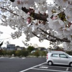 埼玉の霊園　さいたま市見沼区「大宮霊園」に行ってきましたDSC_0528