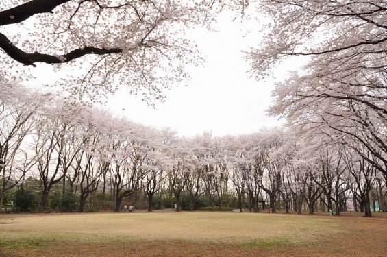 20140402　埼玉県東松山市　岩鼻運動公園の桜DSC_0574