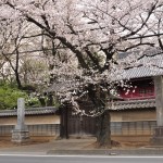 20140331 埼玉県伊奈町小針新宿 西光寺 桜満開 DSC_0207