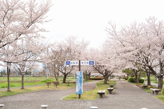 20140404　埼玉県さきたま緑道の桜DSC_0331