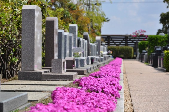 埼玉県鴻巣市　鴻巣霊園の芝桜が満開DSC_0125