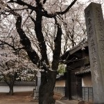 20140331 埼玉県伊奈町小針新宿 西光寺 桜満開 DSC_0218