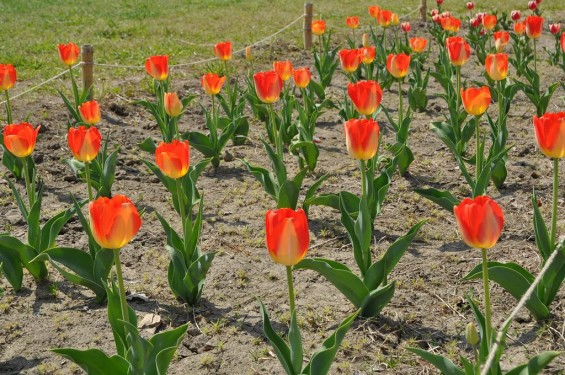 チューリップの花が綺麗でした　埼玉県比企郡吉見町　吉見総合運動公園　黄色と赤が混ざったDSC_0183