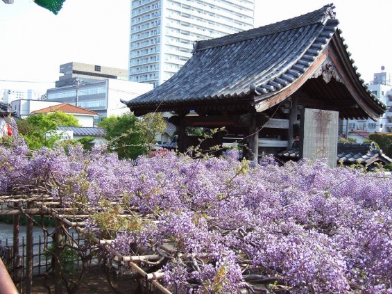 20140423埼玉県上尾市　遍照院の藤DSCF44021