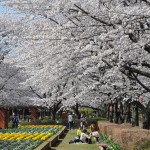 20140331 埼玉県伊奈町小針新宿 西光寺 桜満開DSC_0132