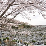 20140402　埼玉県東松山市　森林公園昭和浄苑　桜満開DSC_0604