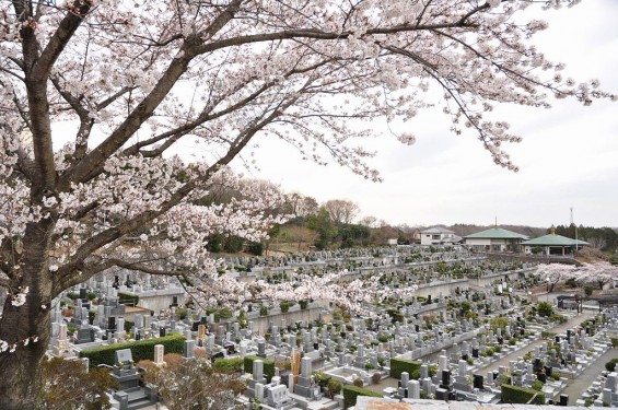 20140402　埼玉県東松山市　森林公園昭和浄苑　桜満開DSC_0604