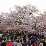 20140405　東京都上野恩師公園　夜桜DSC_0021