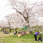 20140402　埼玉県北本市　桜堤（桜土手）の満開の桜DSC_0547