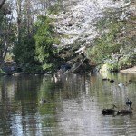 20140401　埼玉県上尾市　丸山公園の桜が満開DSC_0260