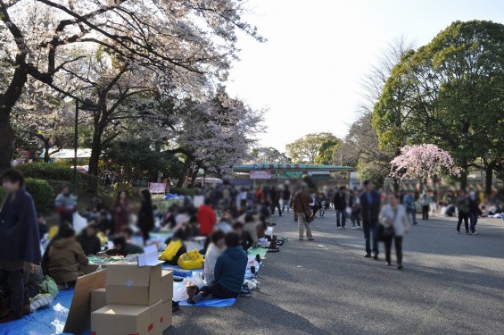 20140405　東京都上野恩師公園　夜桜DSC_0009