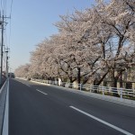 20140401 埼玉県さいたま市桜区 「鴨川堤桜通り公園」の桜と「うらわ秋ヶ瀬霊園」DSC_0313