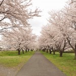 20140402　さいたま市見沼区　さいたま市営霊園の桜が満開DSC_0428