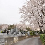 20140402　埼玉県東松山市　森林公園昭和浄苑　桜満開DSC_0611