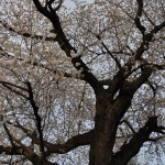 20140331 埼玉県伊奈町羽貫 西蔵院 桜満開DSC_0073