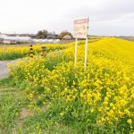 一面の黄色いじゅうたん？菜の花でいっぱいの埼玉県吉見町荒川の土手DSC_0668