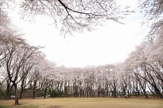 20140402　埼玉県東松山市　岩鼻運動公園の桜DSC_0575