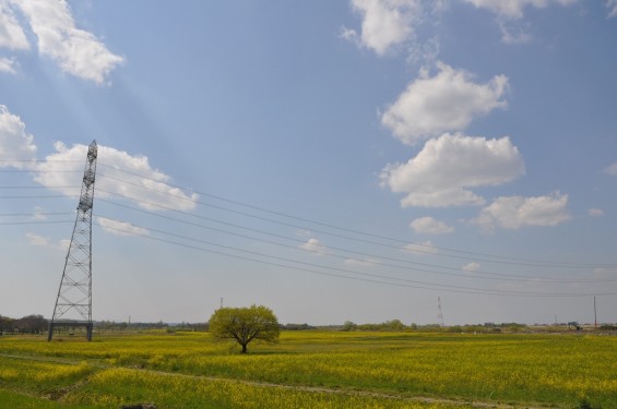 一面の菜の花が綺麗でした！埼玉県比企郡吉見町　吉見総合運動公園DSC_0213