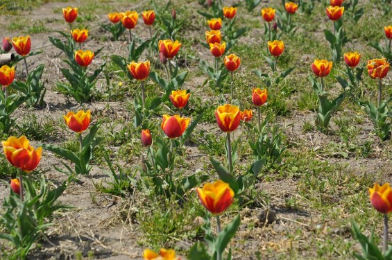 チューリップの花が綺麗でした　埼玉県比企郡吉見町　吉見総合運動公園　赤と黄色が混ざったDSC_0168
