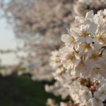 20140401 埼玉県さいたま市桜区 「鴨川堤桜通り公園」の桜と「うらわ秋ヶ瀬霊園」DSC_0340