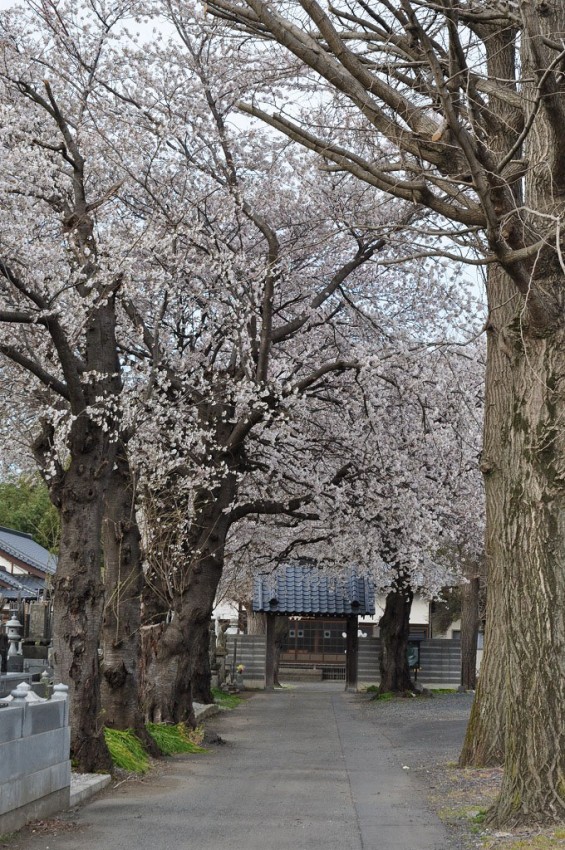 20140331 埼玉県伊奈町小針新宿 西光寺 桜満開 DSC_0108