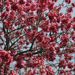 20140401 埼玉県上尾市中分 東栄寺 桜満開ですDSC_0015