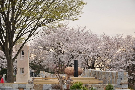 20140402　埼玉県東松山市　森林公園昭和浄苑　桜満開DSC_0639