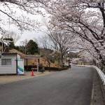 20140402　埼玉県東松山市　森林公園昭和浄苑　桜満開DSC_0650