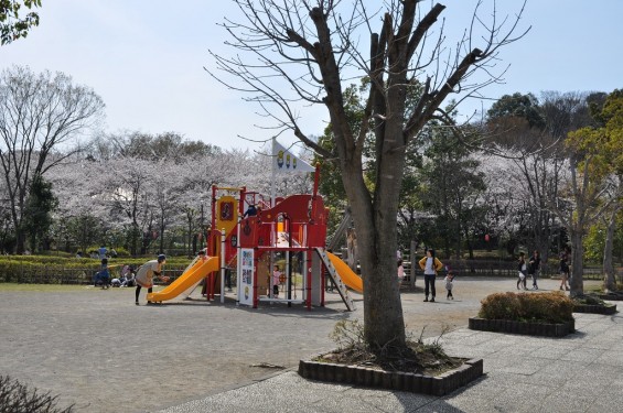 20140331 埼玉県伊奈町小針新宿 西光寺 桜満開DSC_0113