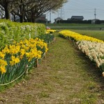 埼玉県比企郡吉見町　吉見総合運動公園　水仙が綺麗DSC_0028