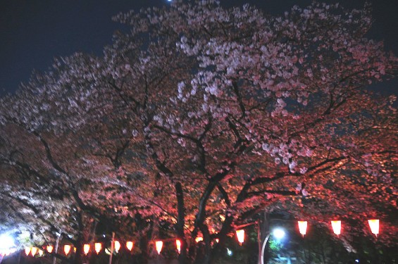 20140405　東京都上野恩師公園　夜桜DSC_0102