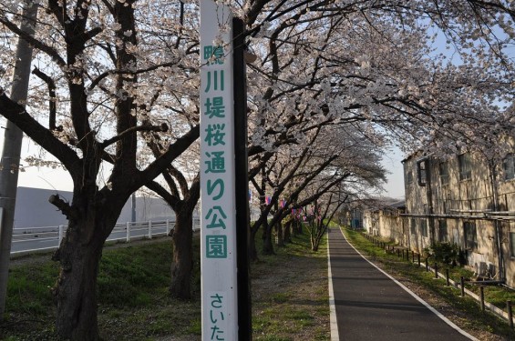 20140401 埼玉県さいたま市桜区 「鴨川堤桜通り公園」の桜と「うらわ秋ヶ瀬霊園」DSC_0308