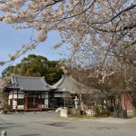 20140331 埼玉県伊奈町羽貫 西蔵院 桜満開DSC_0053