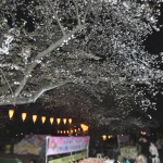 20140405　東京都上野恩師公園　夜桜DSC_0058