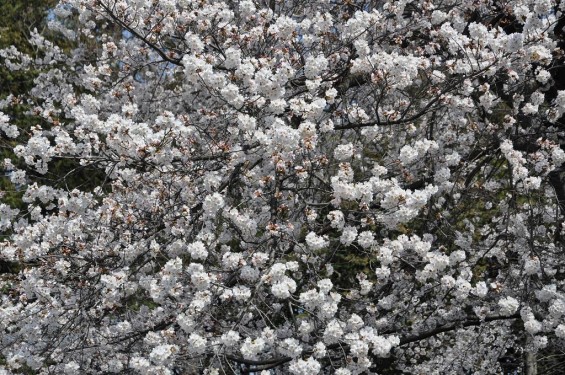 20140401 埼玉県上尾市中分 東栄寺 桜満開ですDSC_0030