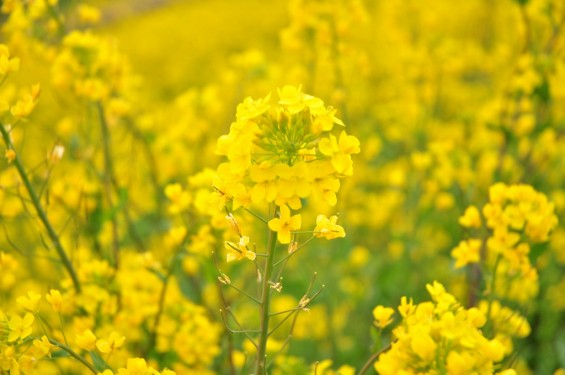 一面の黄色いじゅうたん？菜の花でいっぱいの埼玉県吉見町荒川の土手DSC_0658