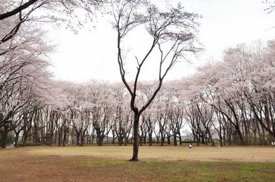 20140402　埼玉県東松山市　岩鼻運動公園の桜DSC_0578