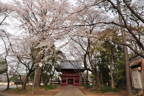 20140331 埼玉県伊奈町小針新宿 西光寺 桜満開 DSC_0154