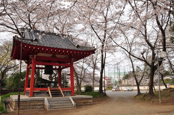 20140331 埼玉県伊奈町小針新宿 西光寺 桜満開 DSC_0155