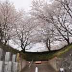 20140402　埼玉県東松山市　森林公園昭和浄苑　桜満開DSC_0631